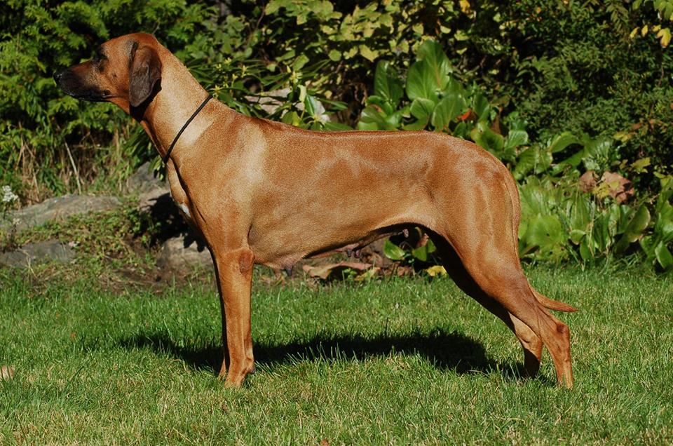 Pedigree H litter - Qwandoya